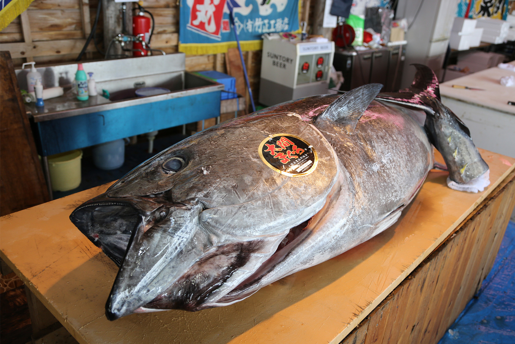 天然マグロ「大間まぐろ」